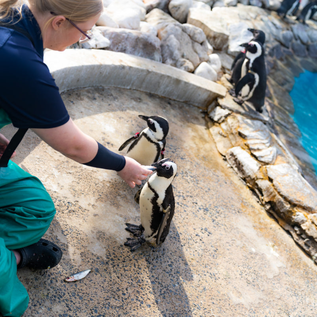 Versus Save the Penguins Active Crew Socks