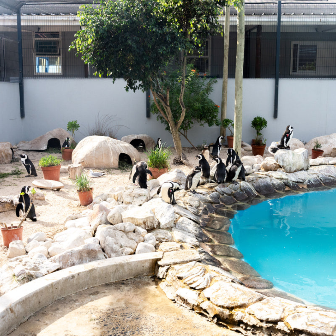 Versus Save the Penguins Active Crew Socks