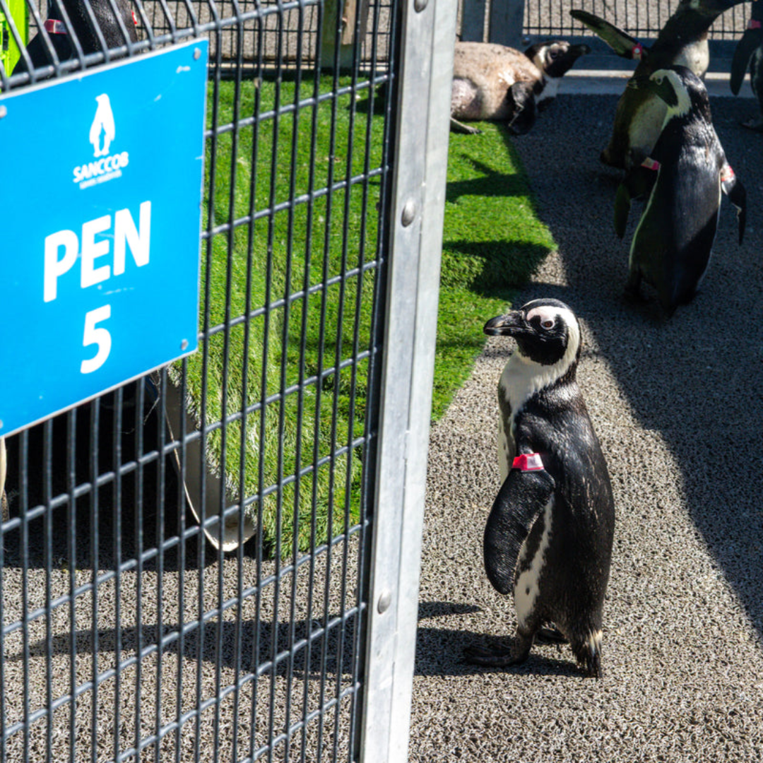 Versus Save the Penguins Active Crew Socks