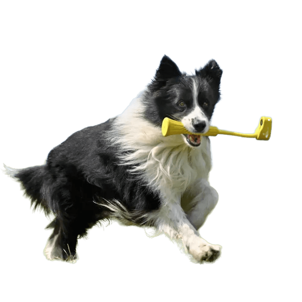 Insta360 Go3 ( Fetch Stick ) - Cam2