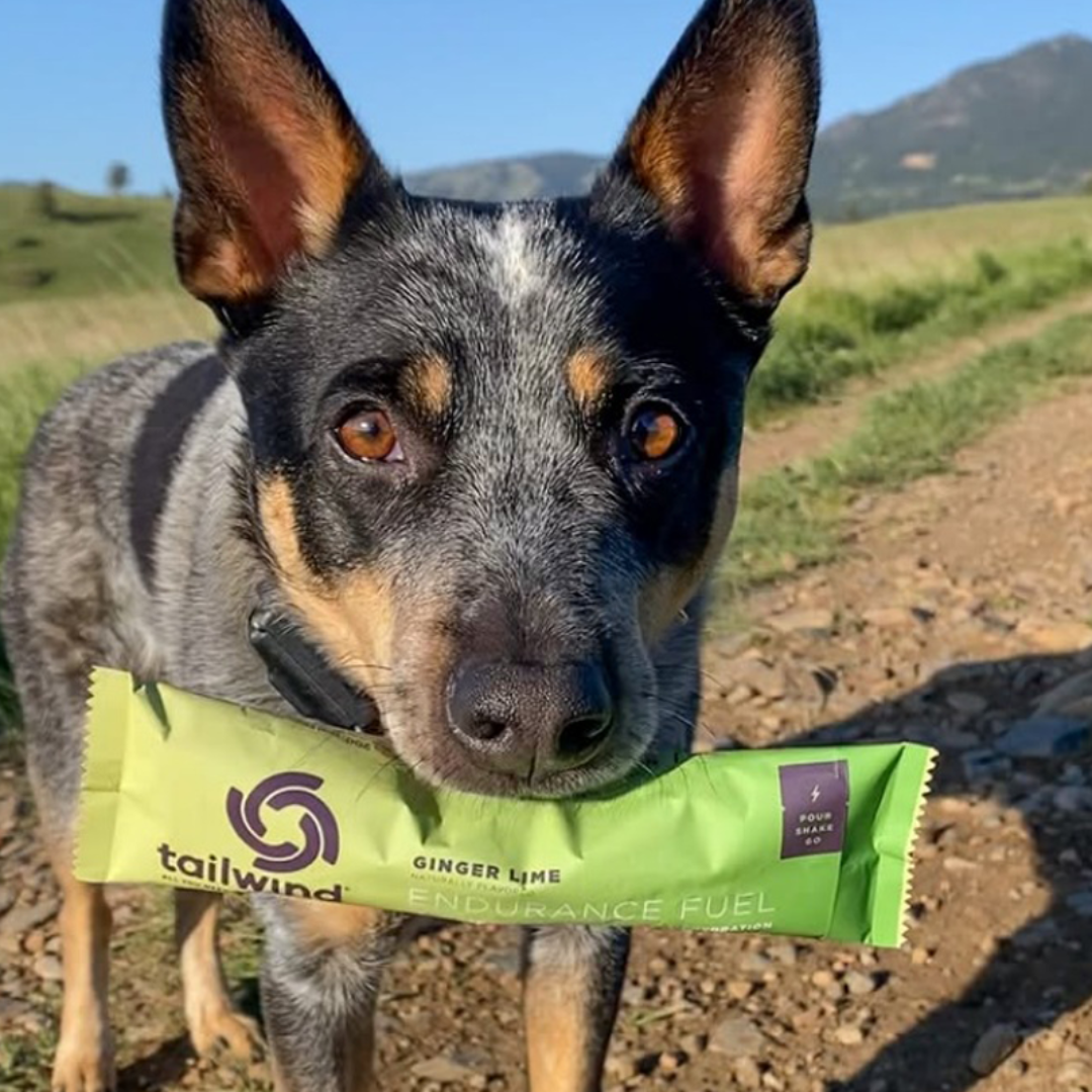 Tailwind Endurance Fuel (1 Servings Stick)