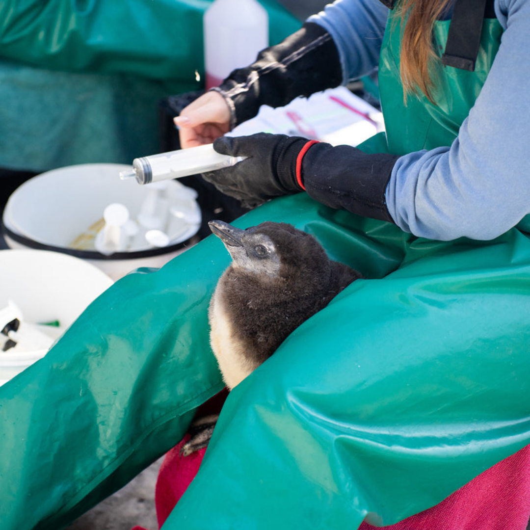 Versus Save the Penguins Active Crew Socks