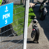 Versus Save the Penguins Active Crew Socks